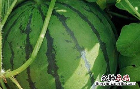 西瓜炭疽病防治方法 西瓜炭疽病防治方法视频