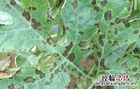 西瓜炭疽病防治方法 西瓜炭疽病防治方法视频