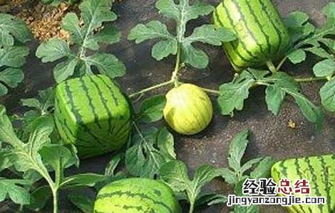 方形西瓜怎么种 方形西瓜怎么种出来的