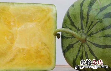 方形西瓜怎么种 方形西瓜怎么种出来的