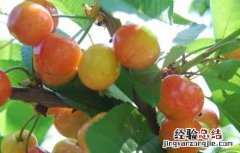 樱桃树要种植几年才能结果呢 樱桃树要种植几年才能结果