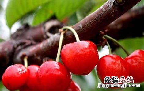 樱桃什么时候成熟 草莓樱桃什么时候成熟