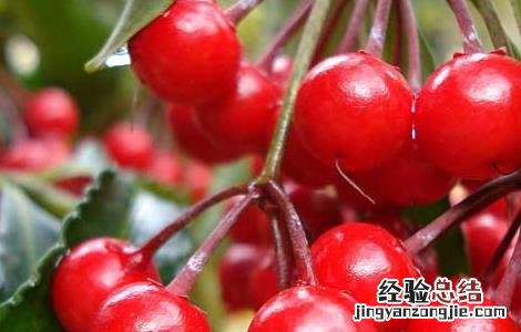 樱桃什么时候成熟 草莓樱桃什么时候成熟