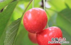 樱桃什么时候成熟 草莓樱桃什么时候成熟