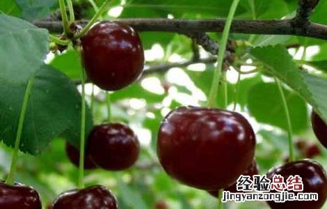 樱桃树苗种植时间是什么时候开始 樱桃树苗种植时间是什么时候