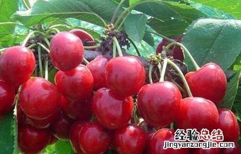 樱桃树苗种植时间是什么时候开始 樱桃树苗种植时间是什么时候
