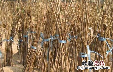 樱桃树苗种植时间是什么时候开始 樱桃树苗种植时间是什么时候