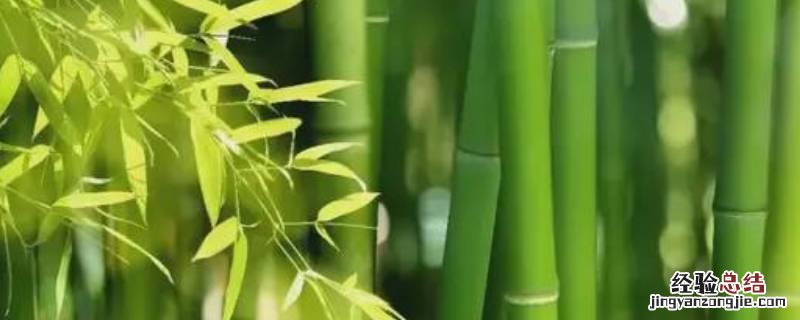 竹子对人类的贡献是什么写一段话 竹子对人类的贡献是什么