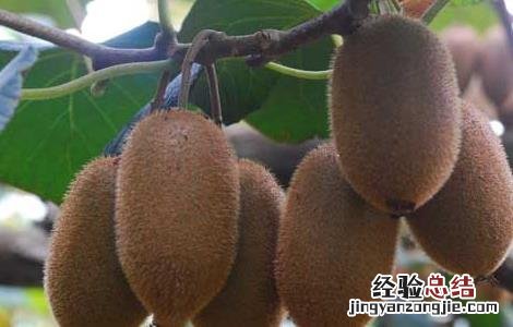 猕猴桃好种植吗? 猕猴桃种植前景如何