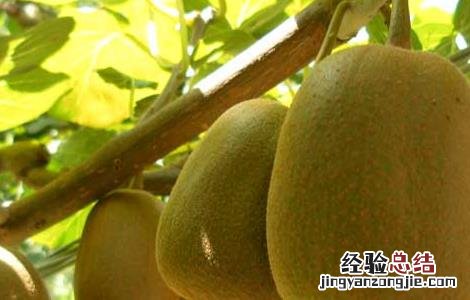 猕猴桃好种植吗? 猕猴桃种植前景如何