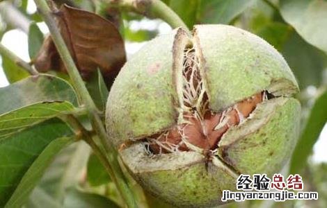 核桃种植的前景怎么样 核桃种植前景如何
