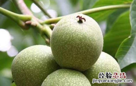 核桃种植的前景怎么样 核桃种植前景如何