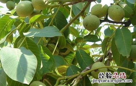 核桃种植的前景怎么样 核桃种植前景如何