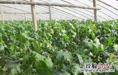 丝瓜早春育苗技术与管理 丝瓜早春育苗技术