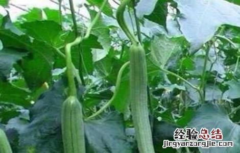 丝瓜早春育苗技术与管理 丝瓜早春育苗技术