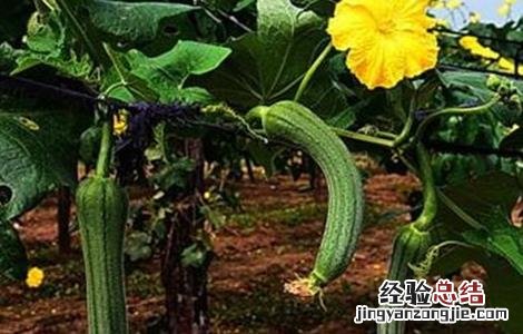 丝瓜早春育苗技术与管理 丝瓜早春育苗技术