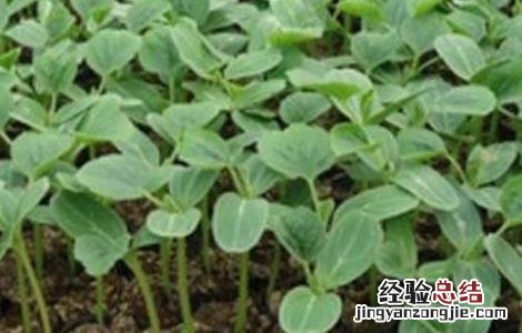 丝瓜早春育苗技术与管理 丝瓜早春育苗技术