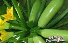 西葫芦尖头原因及防治方法 西葫芦根部病害
