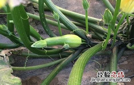 西葫芦尖头原因及防治方法 西葫芦根部病害