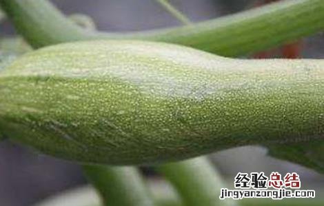 西葫芦尖头原因及防治方法 西葫芦根部病害