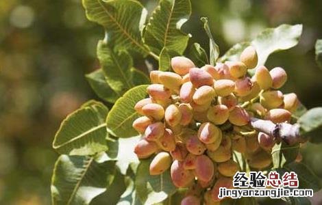 开心果产地是那些地方 开心果原产地是什么地方