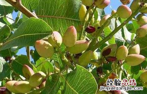 开心果产地是那些地方 开心果原产地是什么地方