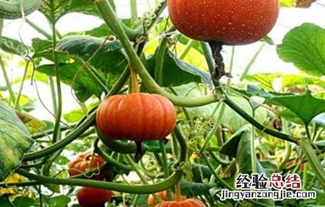 南瓜肥水管理要点 南瓜肥水管理要点和措施