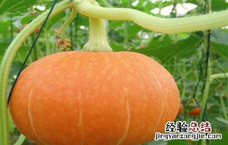 南瓜肥水管理要点 南瓜肥水管理要点和措施