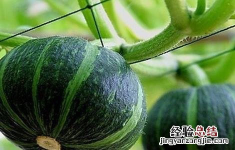 南瓜肥水管理要点 南瓜肥水管理要点和措施