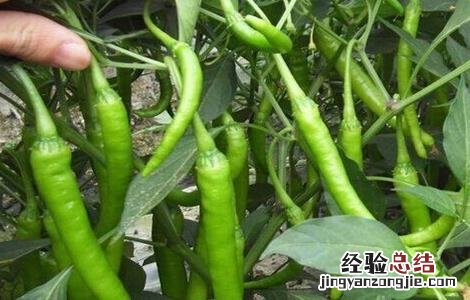尖椒高産管理技巧 尖椒如何整枝高産