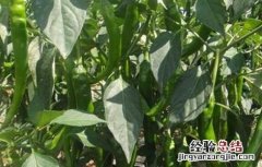 尖椒高産管理技巧 尖椒如何整枝高産