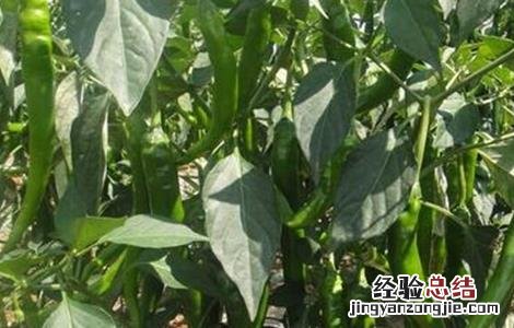 尖椒高産管理技巧 尖椒如何整枝高産