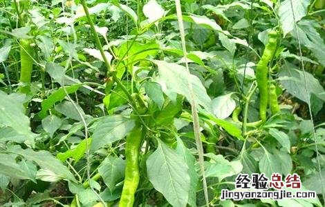 尖椒高産管理技巧 尖椒如何整枝高産