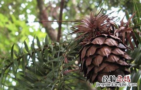 松子产地主要在哪里 松子产于哪里