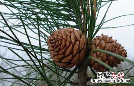 松子产地主要在哪里 松子产于哪里