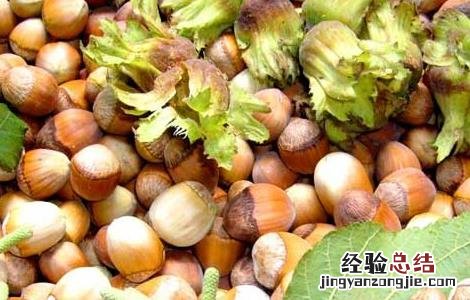 榛子特产地 榛子产地有哪些地方