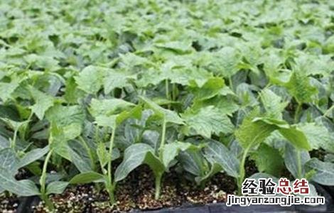 丝瓜定植后的管理与管理 丝瓜定植后的管理