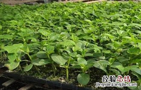 丝瓜定植后的管理与管理 丝瓜定植后的管理
