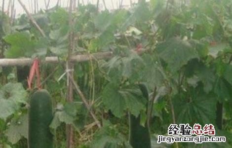 冬瓜高产施肥技术 冬瓜高产施肥技术与管理