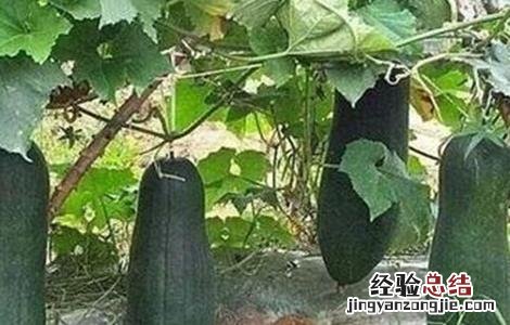 冬瓜高产施肥技术 冬瓜高产施肥技术与管理