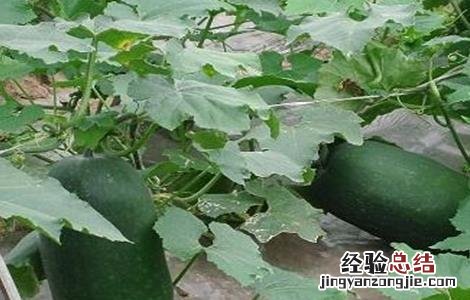 冬瓜高产施肥技术 冬瓜高产施肥技术与管理