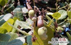 腰果能生吃吗 腰果能生吃吗?