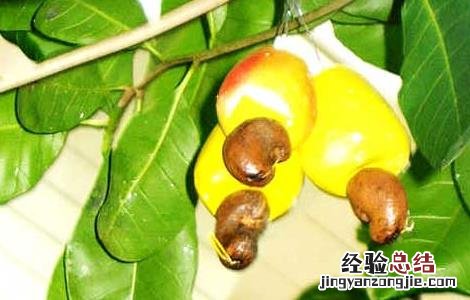 腰果能生吃吗 腰果能生吃吗?