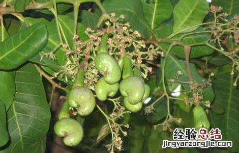 腰果能生吃吗 腰果能生吃吗?