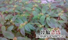 大飞扬草的功效与作用 大飞扬草的功效与作用对皮肤病