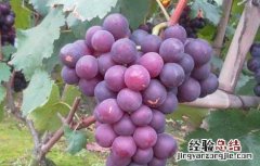 巨峰葡萄幼果期的病害防治 巨峰葡萄病虫害防治方法