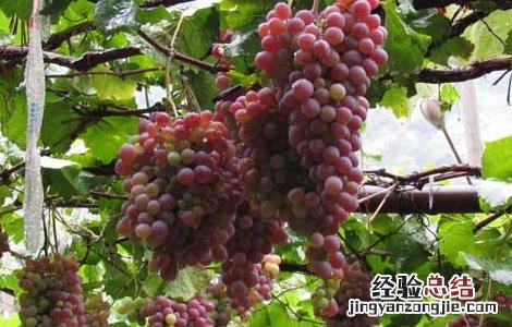 巨峰葡萄幼果期的病害防治 巨峰葡萄病虫害防治方法