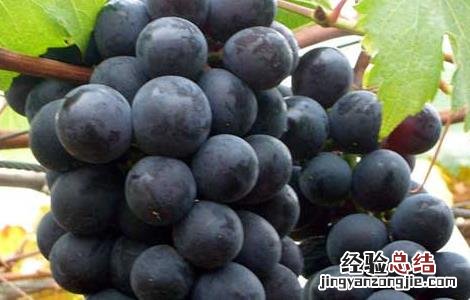 巨峰葡萄来源于哪里 巨峰葡萄原产地在哪里