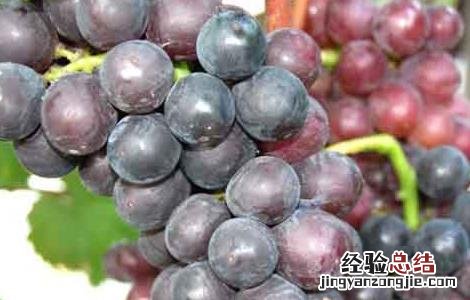 巨峰葡萄来源于哪里 巨峰葡萄原产地在哪里