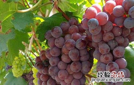 夏黑葡萄原产地是哪里 夏黑葡萄简介